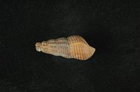 藏品(網蜷)的圖片